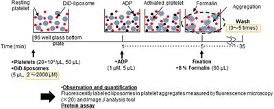 An Assay to Evaluate the Function of Liposomal Platelet Substitutes Delivered to Platelet Aggregates